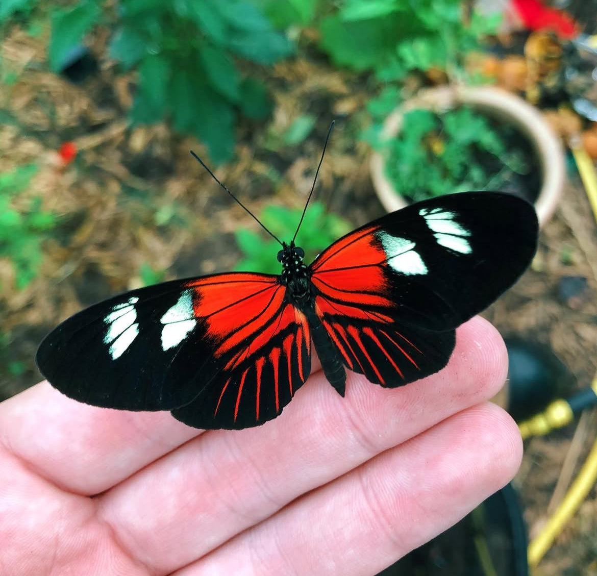 Live butterflies and moths for sale online UK. Order eggs, caterpillars, pupae, and cocoons. Watch the lifecycle unfold with insects to rear at home!