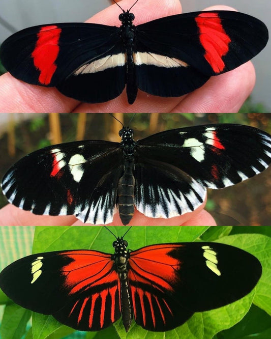 Live butterfly pupae for sale online UK
