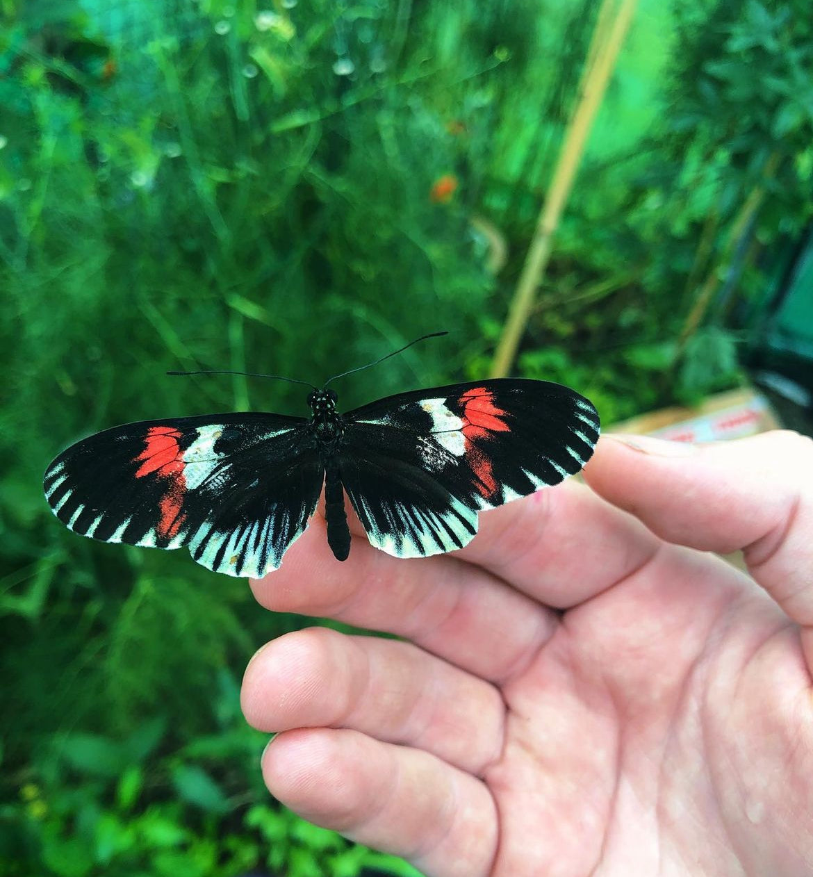 Live butterflies and moths for sale online UK. Order eggs, caterpillars, pupae, and cocoons. Watch the lifecycle unfold with insects to rear at home!