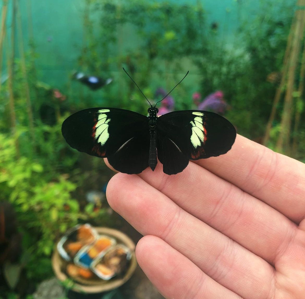 Live butterflies and moths for sale online UK. Order eggs, caterpillars, pupae, and cocoons. Watch the lifecycle unfold with insects to rear at home!