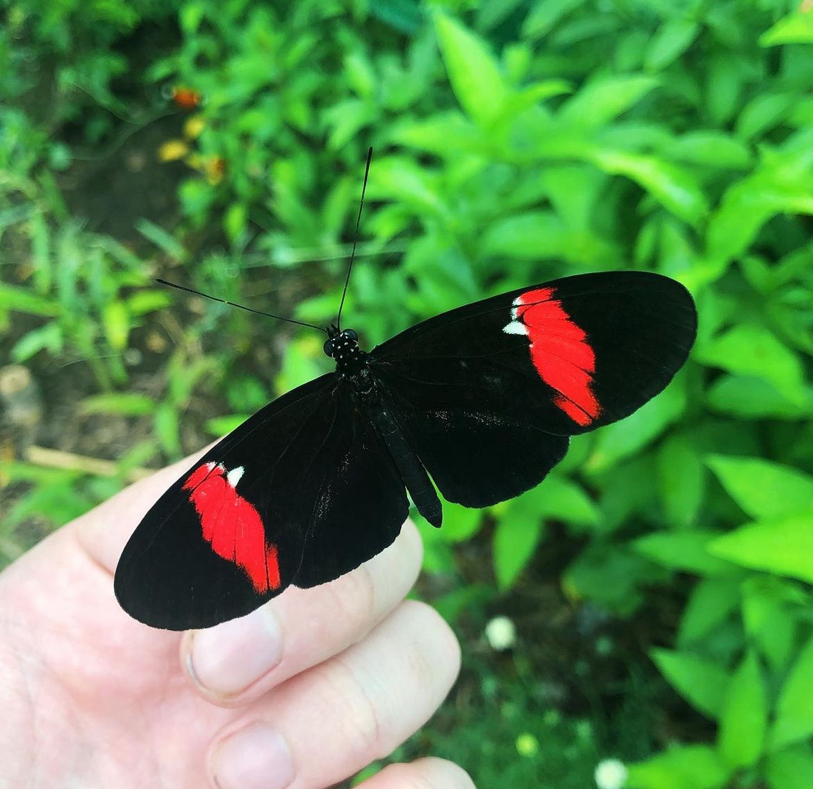 Live butterflies and moths for sale online UK. Order eggs, caterpillars, pupae, and cocoons. Watch the lifecycle unfold with insects to rear at home!