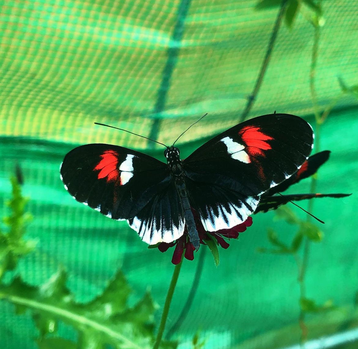 Live butterflies and moths for sale online UK. Order eggs, caterpillars, pupae, and cocoons. Watch the lifecycle unfold with insects to rear at home!