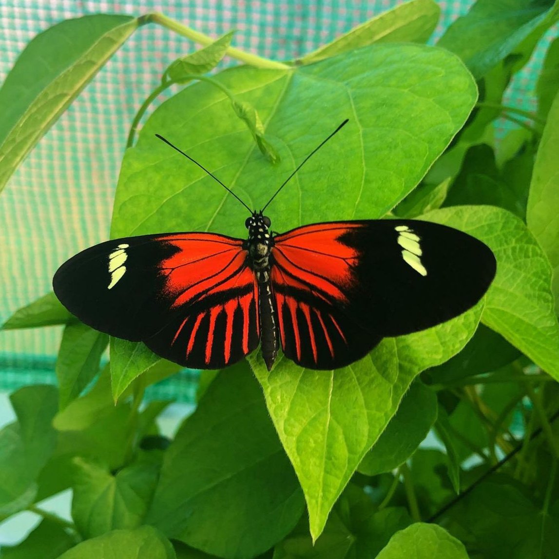 Live butterflies and moths for sale online UK. Order eggs, caterpillars, pupae, and cocoons. Watch the lifecycle unfold with insects to rear at home!