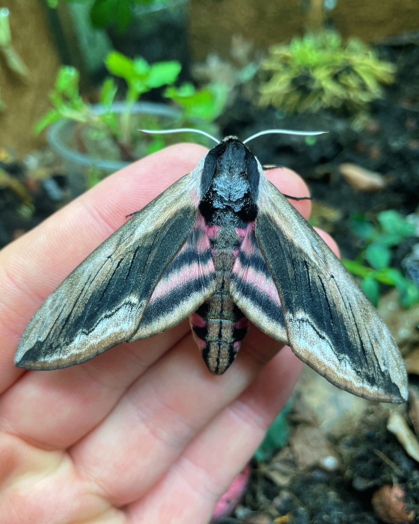 Live butterflies and moths for sale online UK. Buy eggs, caterpillars, pupae, and cocoons. Watch the lifecycle unfold with insects to rear at home!