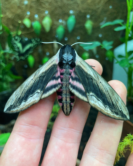 Live butterflies and moths for sale online UK. Buy eggs, caterpillars, pupae, and cocoons. Watch the lifecycle unfold with insects to rear at home!