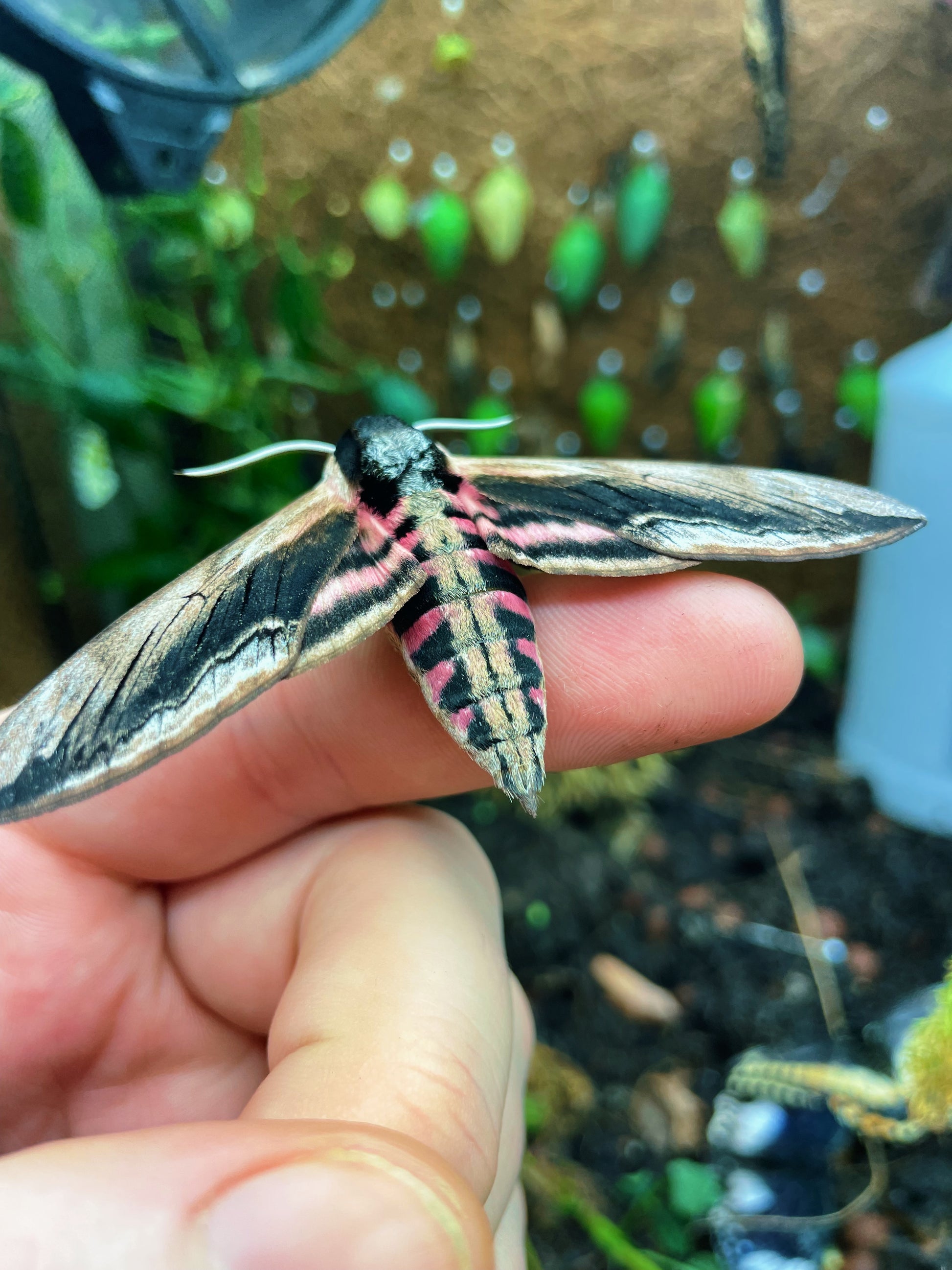 Live butterflies and moths for sale online UK. Buy eggs, caterpillars, pupae, and cocoons. Watch the lifecycle unfold with insects to rear at home!