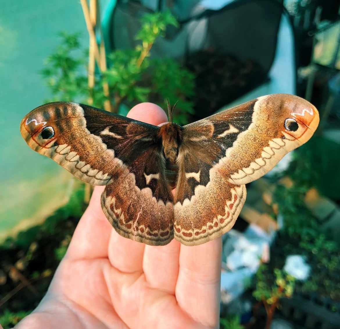 Live butterflies and moths for sale online UK. Order eggs, caterpillars, pupae, and cocoons. Watch the lifecycle unfold with insects to rear at home!