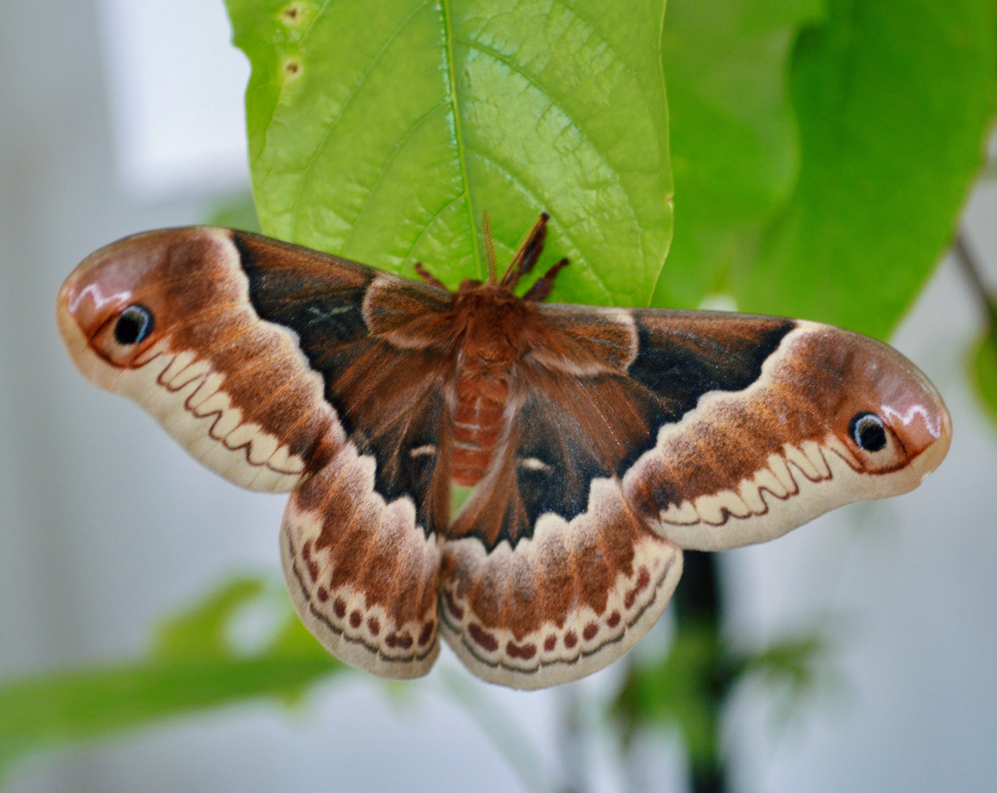 Live butterflies and moths for sale online UK. Order eggs, caterpillars, pupae, and cocoons. Watch the lifecycle unfold with insects to rear at home!