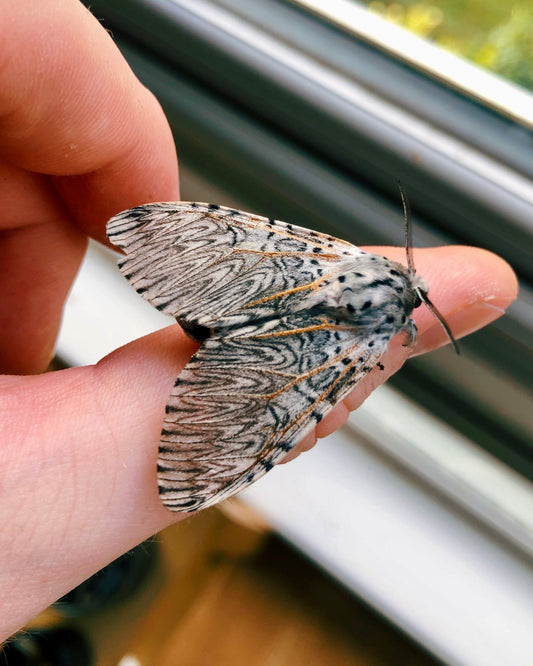 Live butterflies and moths for sale online UK. Order eggs, caterpillars, pupae, and cocoons. Watch the lifecycle unfold with insects to rear at home!