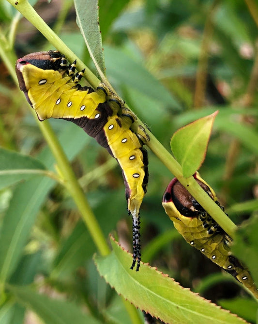 Live moth eggs for sale online UK