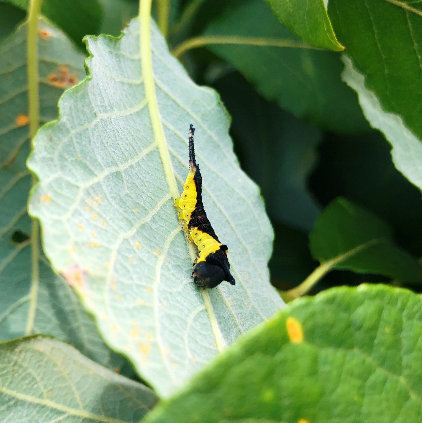 Live butterflies and moths for sale online UK. Order eggs, caterpillars, pupae, and cocoons. Watch the lifecycle unfold with insects to rear at home!