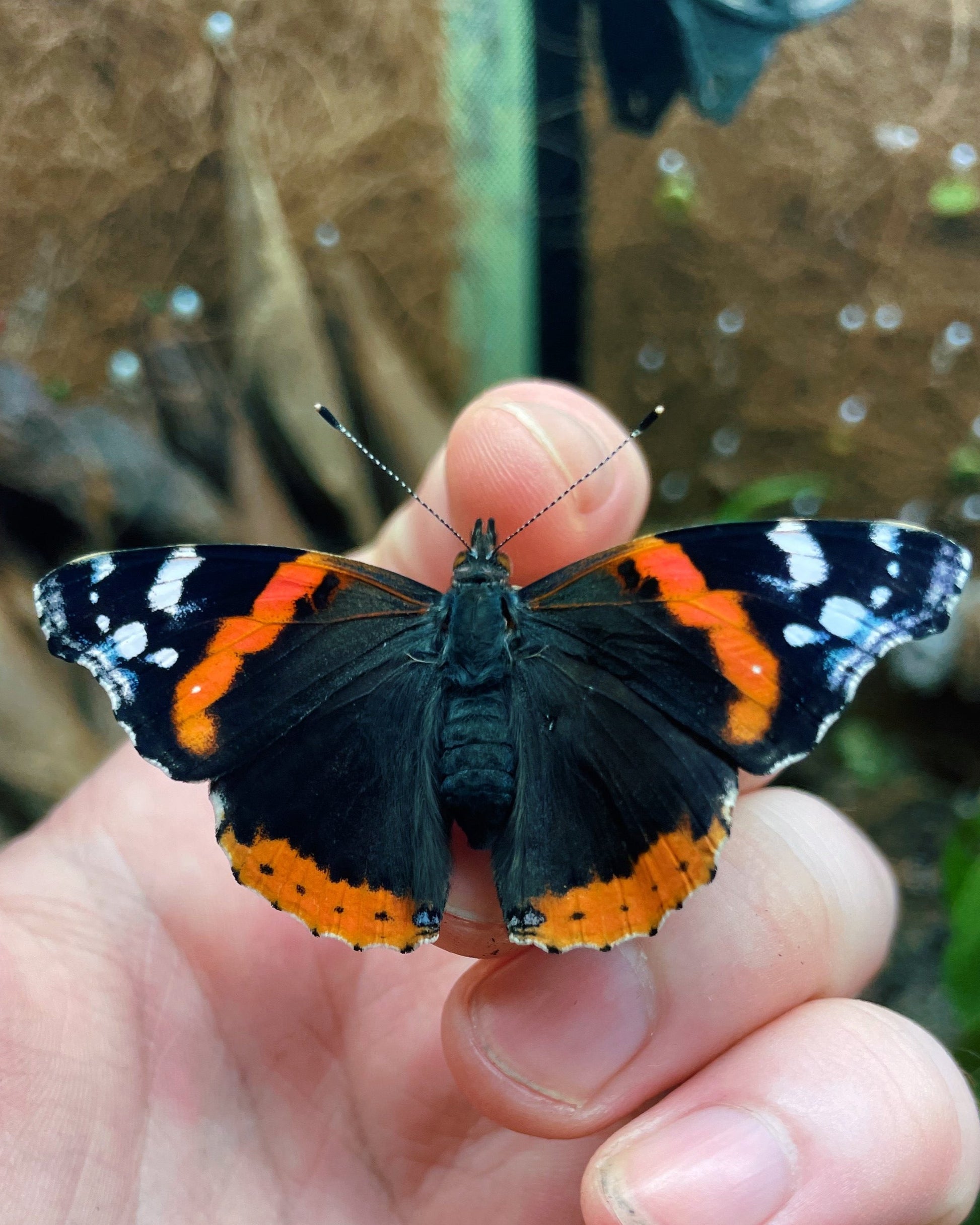 Live butterflies and moths for sale online UK. Order eggs, caterpillars, pupae, and cocoons. Watch the lifecycle unfold with insects to rear at home!