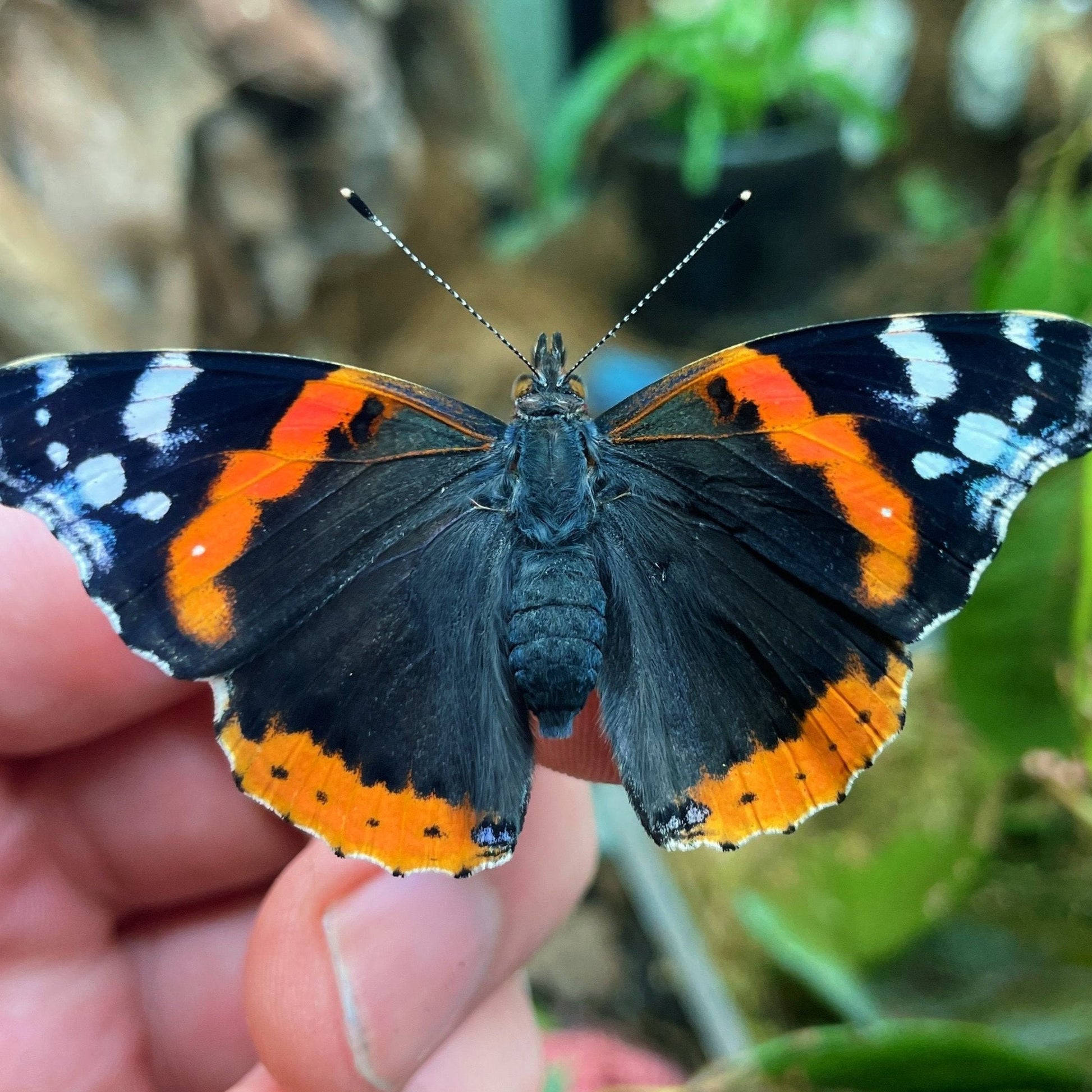 Live butterflies and moths for sale online UK. Order eggs, caterpillars, pupae, and cocoons. Watch the lifecycle unfold with insects to rear at home!