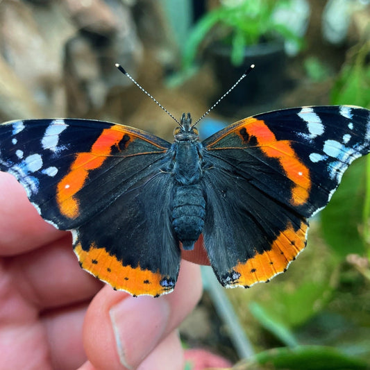 Live butterflies and moths for sale online UK. Order eggs, caterpillars, pupae, and cocoons. Watch the lifecycle unfold with insects to rear at home!