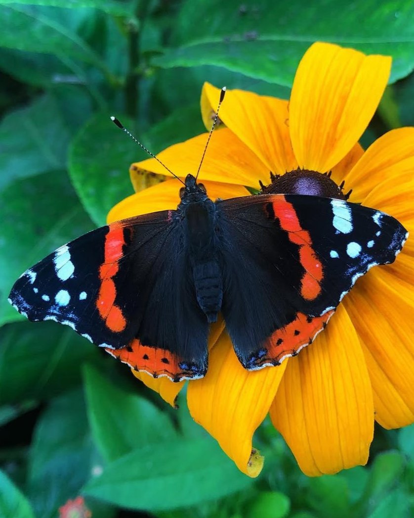 Live butterflies and moths for sale online UK. Order eggs, caterpillars, pupae, and cocoons. Watch the lifecycle unfold with insects to rear at home!