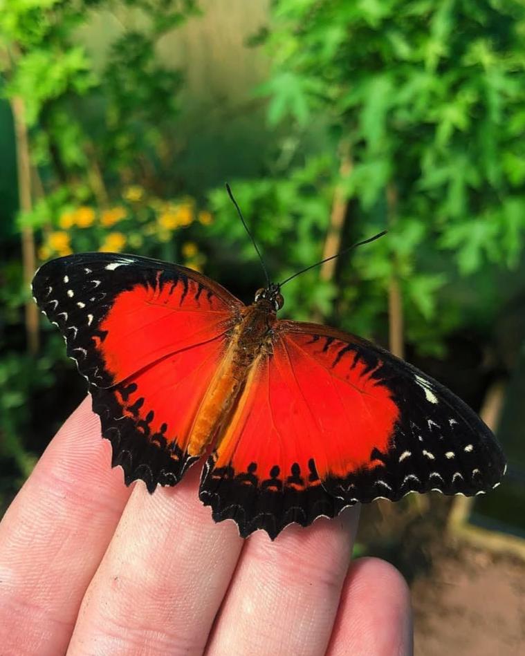 Live butterflies and moths for sale online UK. Buy eggs, caterpillars, pupae, and cocoons. Watch the lifecycle unfold with insects to rear at home!