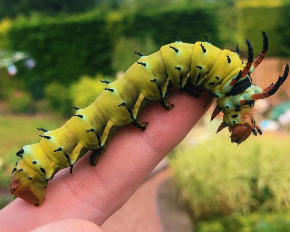 Live butterflies and moths for sale online UK. Buy eggs, caterpillars, pupae, and cocoons. Watch the lifecycle unfold with insects to rear at home!