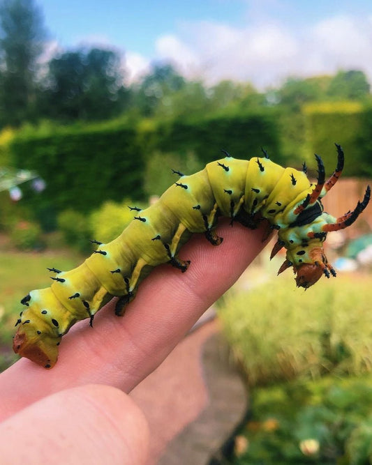 Live butterflies and moths for sale online UK. Buy eggs, caterpillars, pupae, and cocoons. Watch the lifecycle unfold with insects to rear at home!