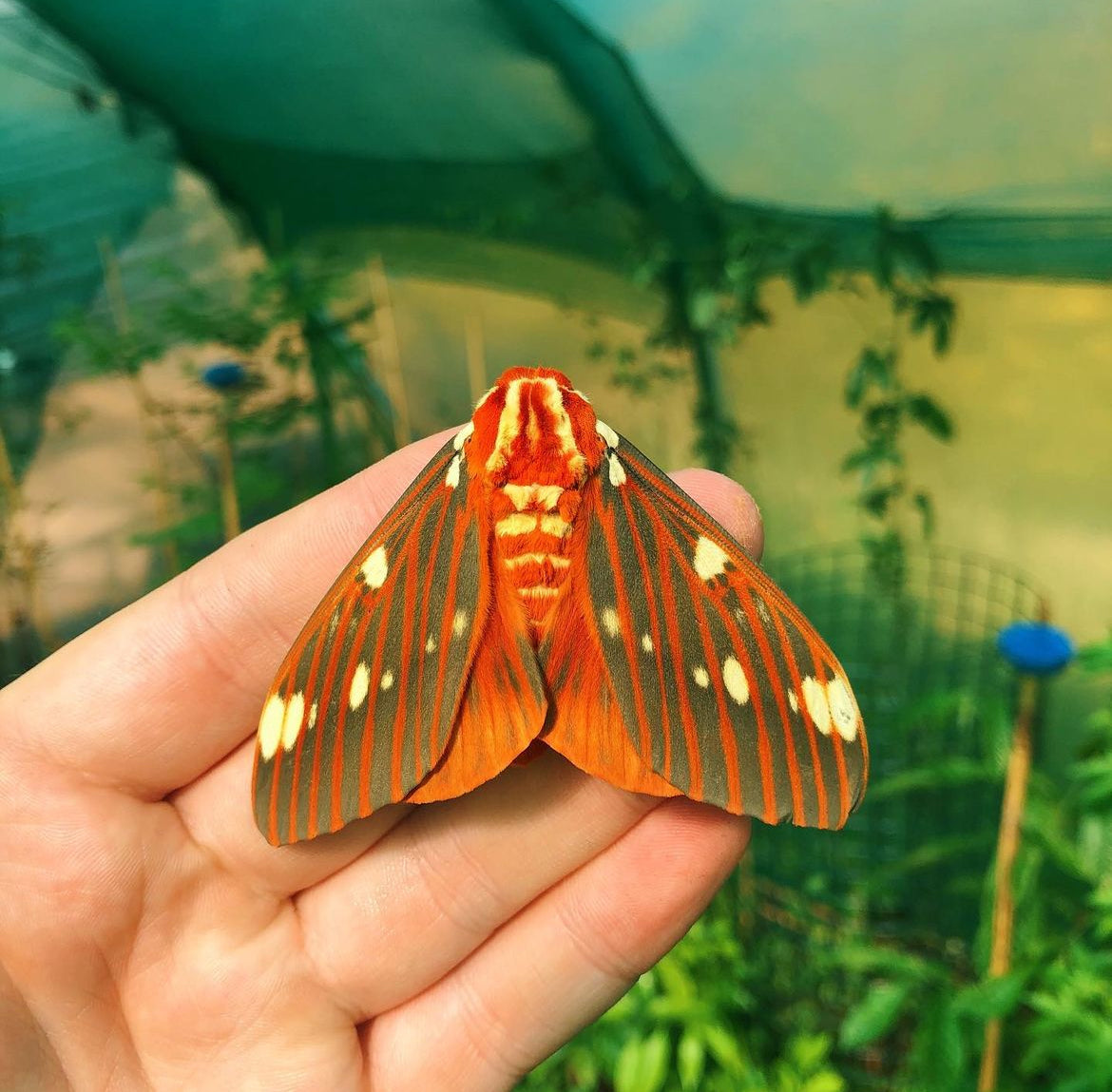 Live butterflies and moths for sale online UK. Buy eggs, caterpillars, pupae, and cocoons. Watch the lifecycle unfold with insects to rear at home!