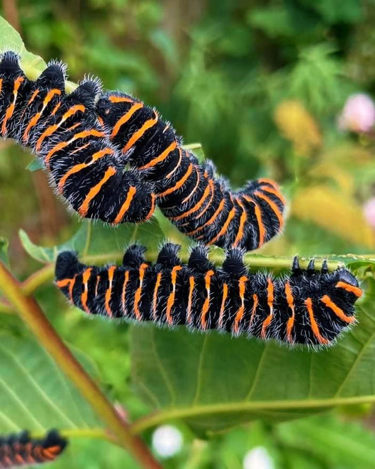 Live butterflies and moths for sale online UK. Buy eggs, caterpillars, pupae, and cocoons. Watch the lifecycle unfold with insects to rear at home!