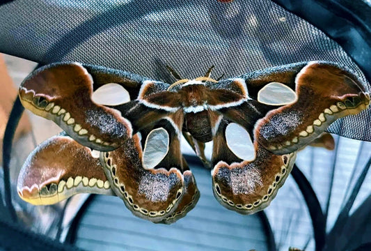 Live butterflies and moths for sale online UK. Buy eggs, caterpillars, pupae, and cocoons. Watch the lifecycle unfold with insects to rear at home!