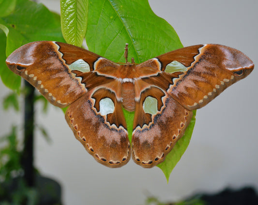 Live butterflies and moths for sale online UK. Order eggs, caterpillars, pupae, and cocoons. Watch the lifecycle unfold with insects to rear at home!