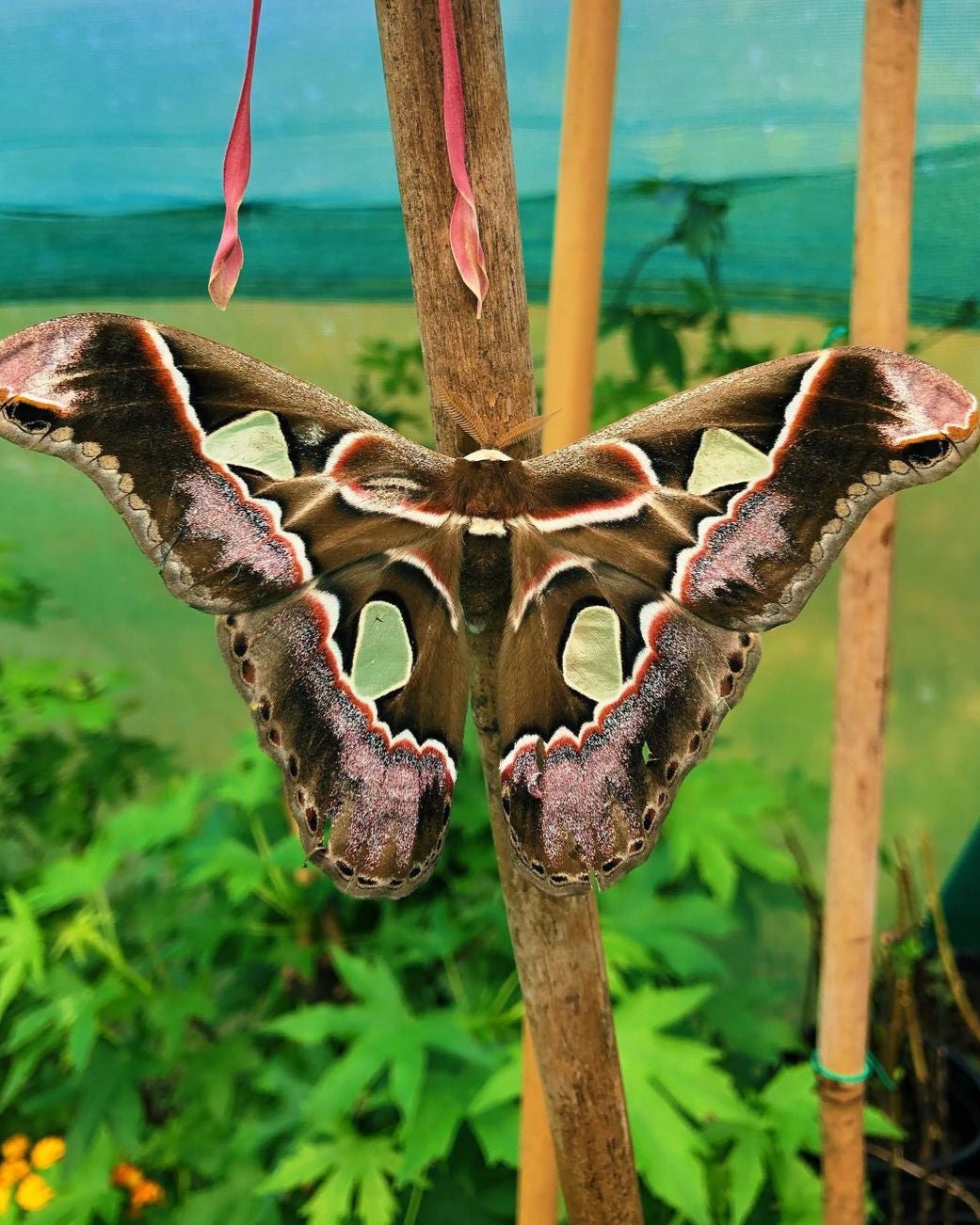 Ican Atlas Moth (Rothschildia lebeau inca) COCOONS – Bugs & Butterflies UK