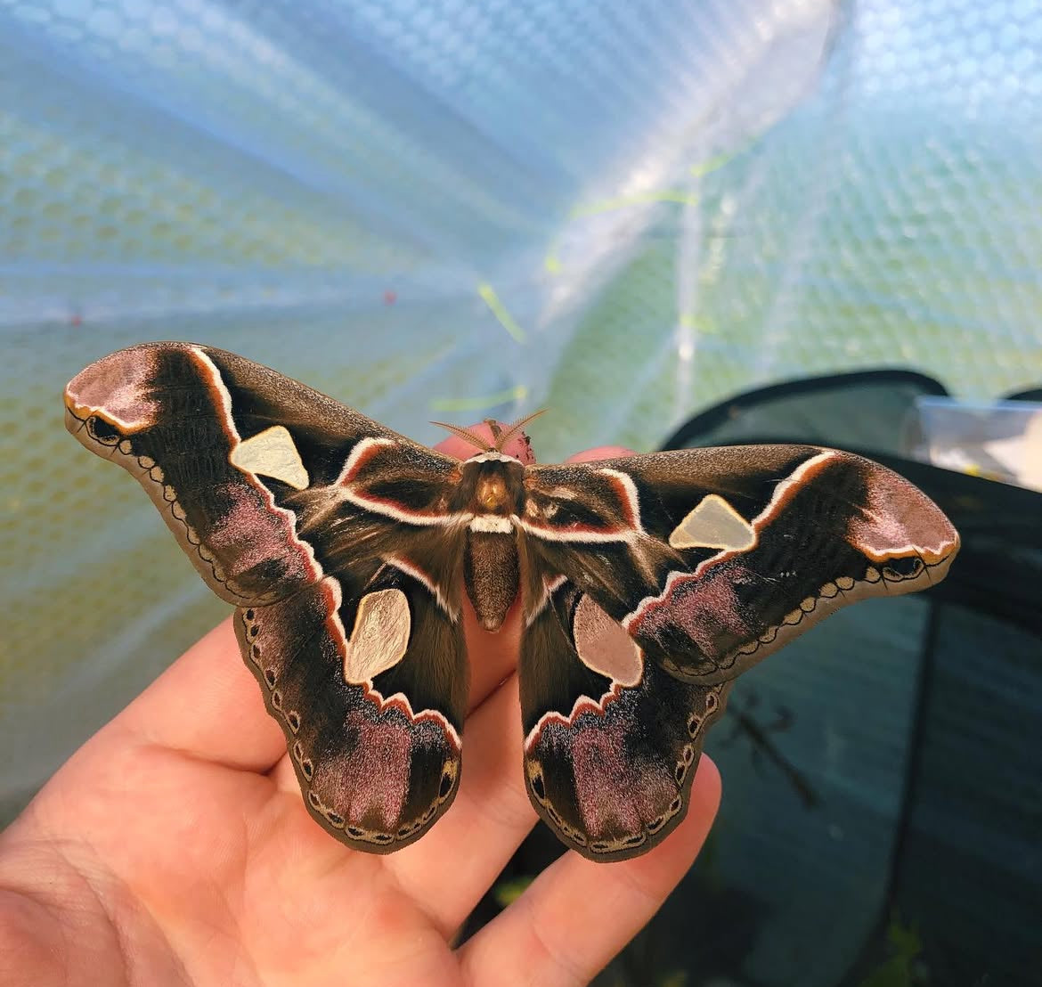 Live butterflies and moths for sale online UK. Order eggs, caterpillars, pupae, and cocoons. Watch the lifecycle unfold with insects to rear at home!