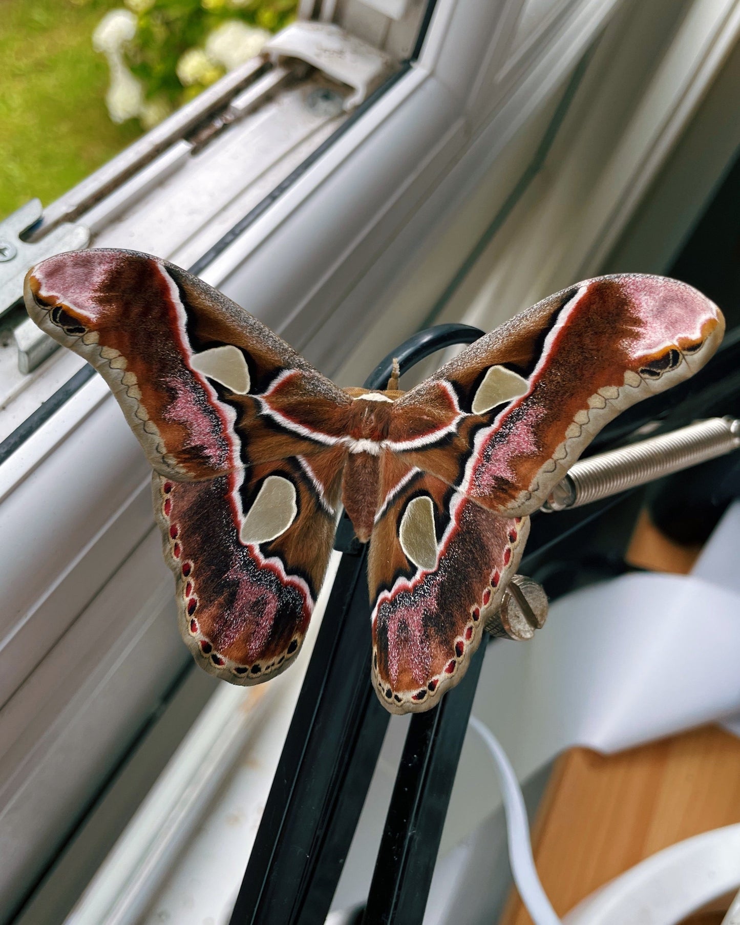 Live butterflies and moths for sale online UK. Order eggs, caterpillars, pupae, and cocoons. Watch the lifecycle unfold with insects to rear at home!