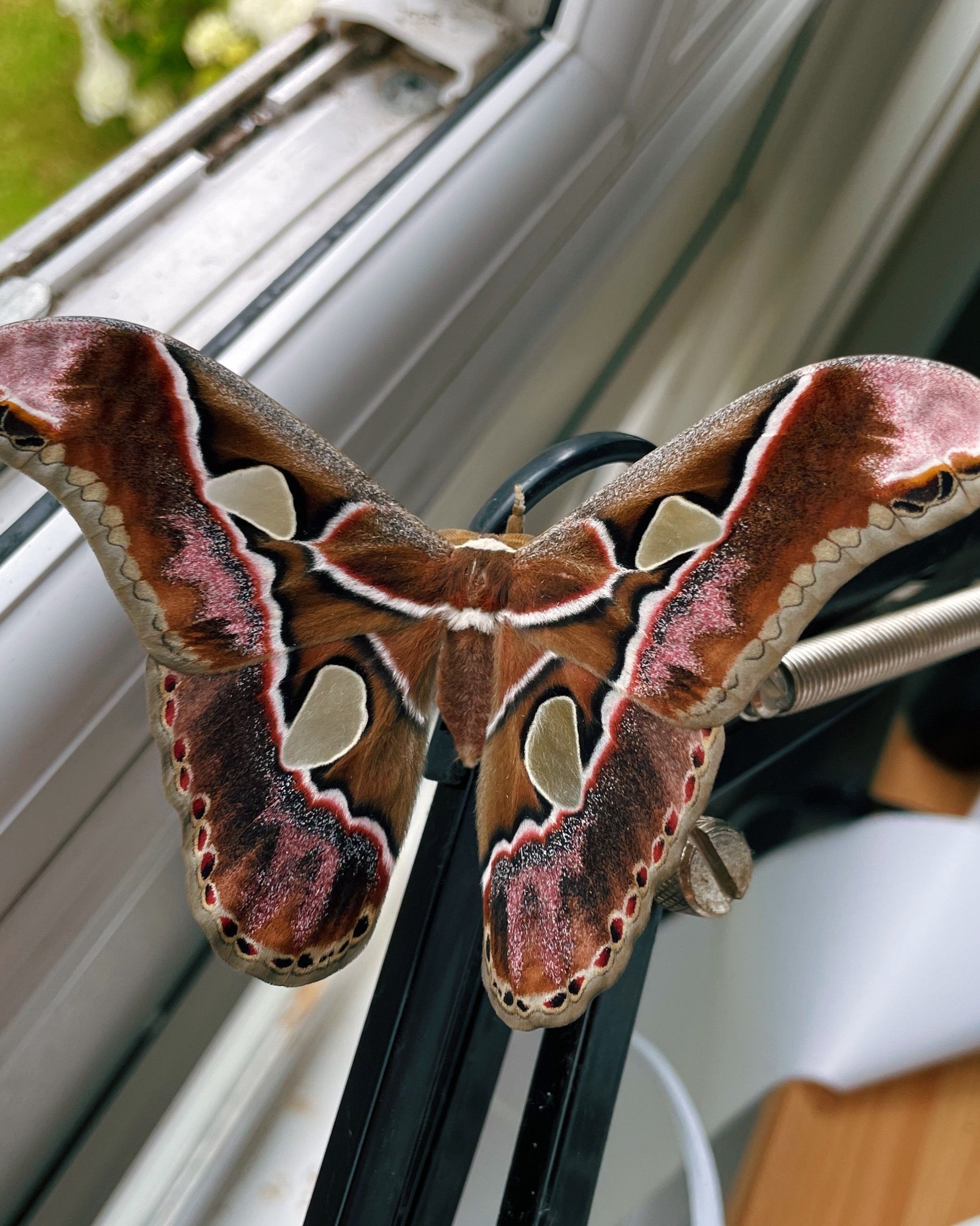 Incan Atlas Moth (Rothschildia lebeau inca) CATERPILLARS – Bugs ...