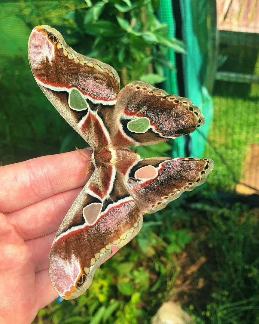 Rothschild's atlas moth