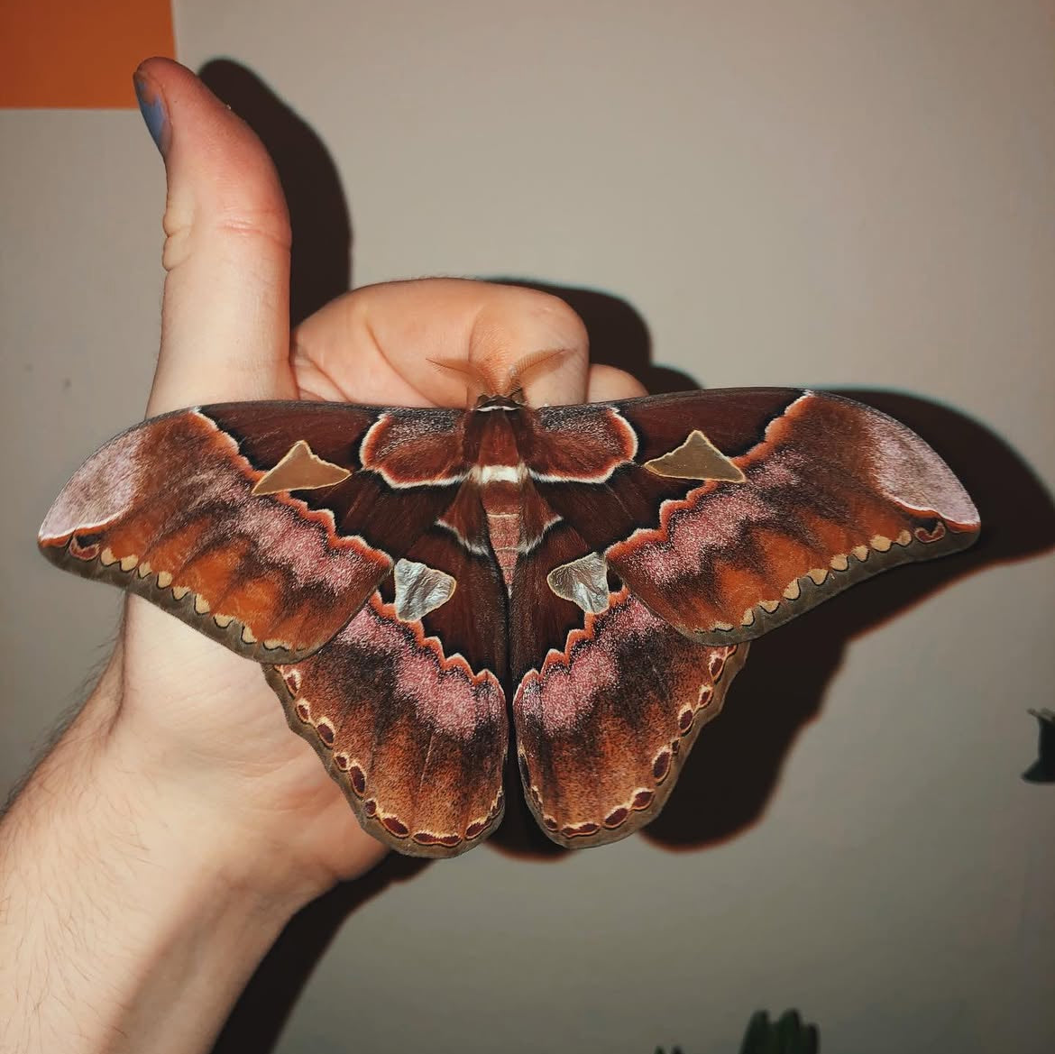 Rothschild's Atlas Moth