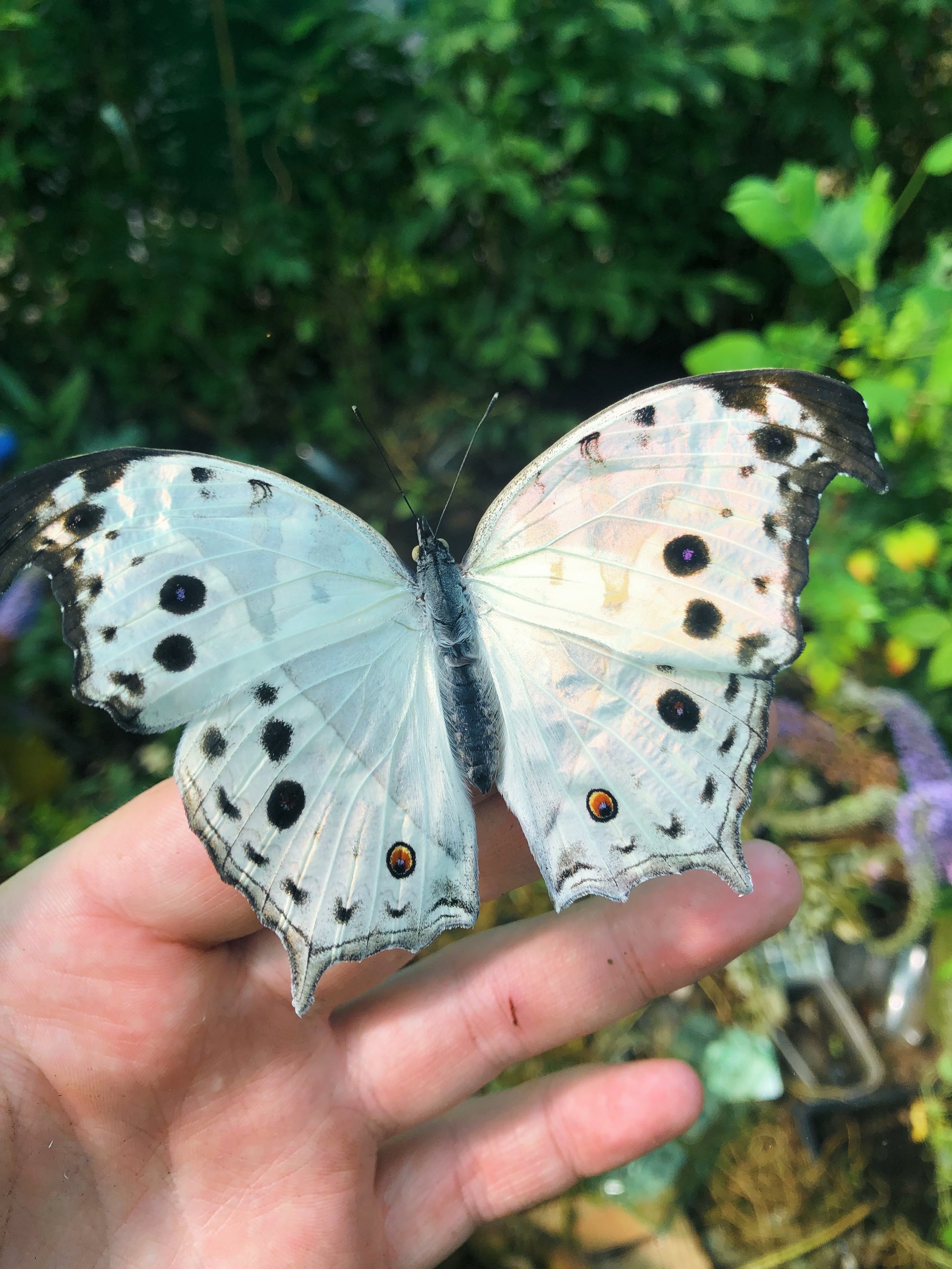 Live butterflies and moths for sale online UK. Order eggs, caterpillars, pupae, and cocoons. Watch the lifecycle unfold with insects to rear at home!