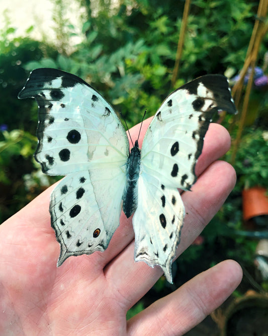 Live butterflies and moths for sale online UK. Order eggs, caterpillars, pupae, and cocoons. Watch the lifecycle unfold with insects to rear at home!