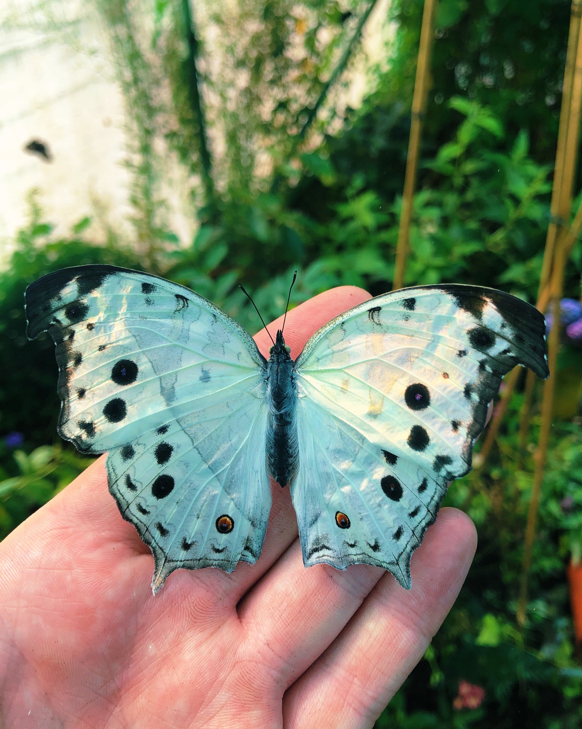 Live butterflies and moths for sale online UK. Order eggs, caterpillars, pupae, and cocoons. Watch the lifecycle unfold with insects to rear at home!