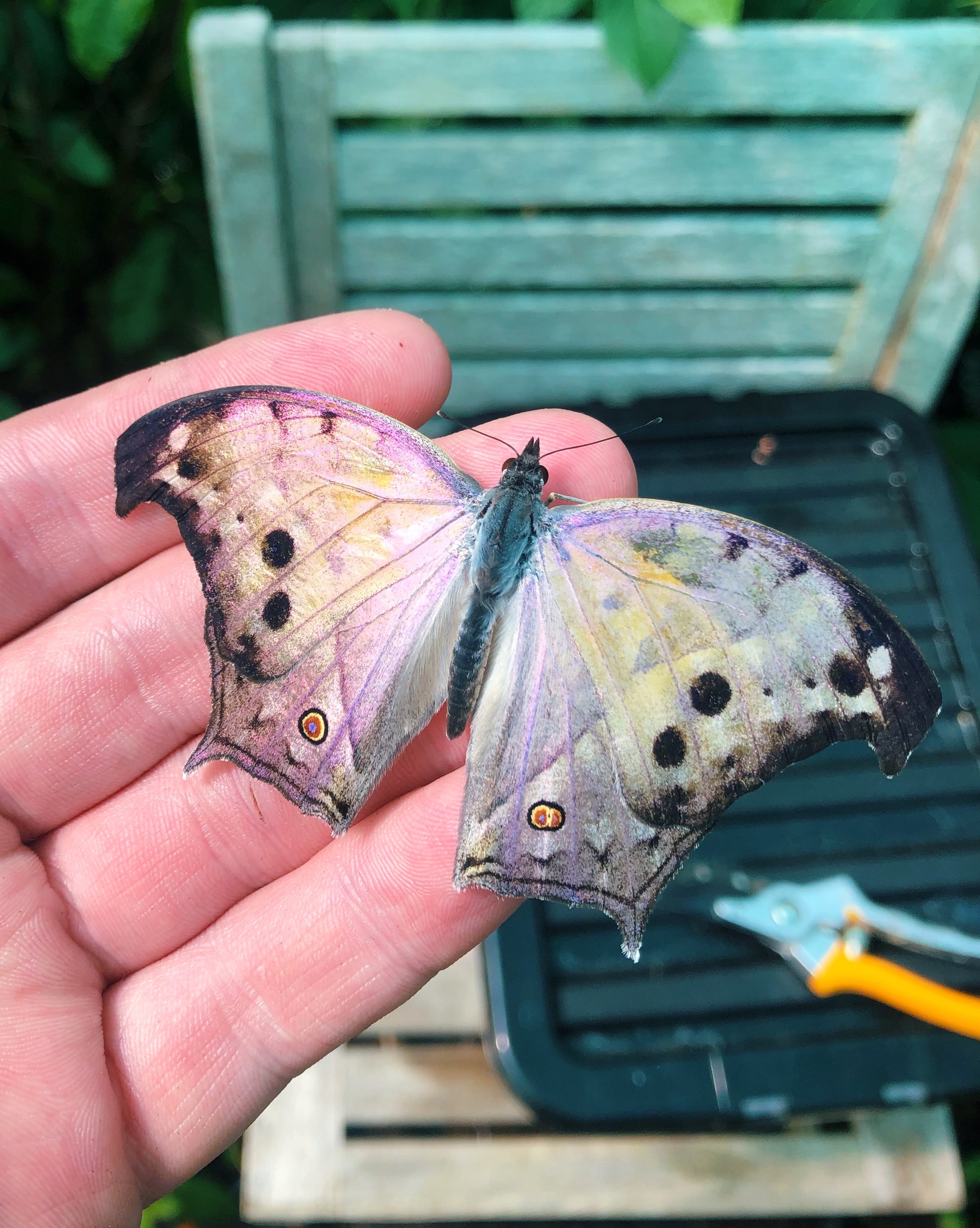 Live butterflies and moths for sale online UK. Order eggs, caterpillars, pupae, and cocoons. Watch the lifecycle unfold with insects to rear at home!