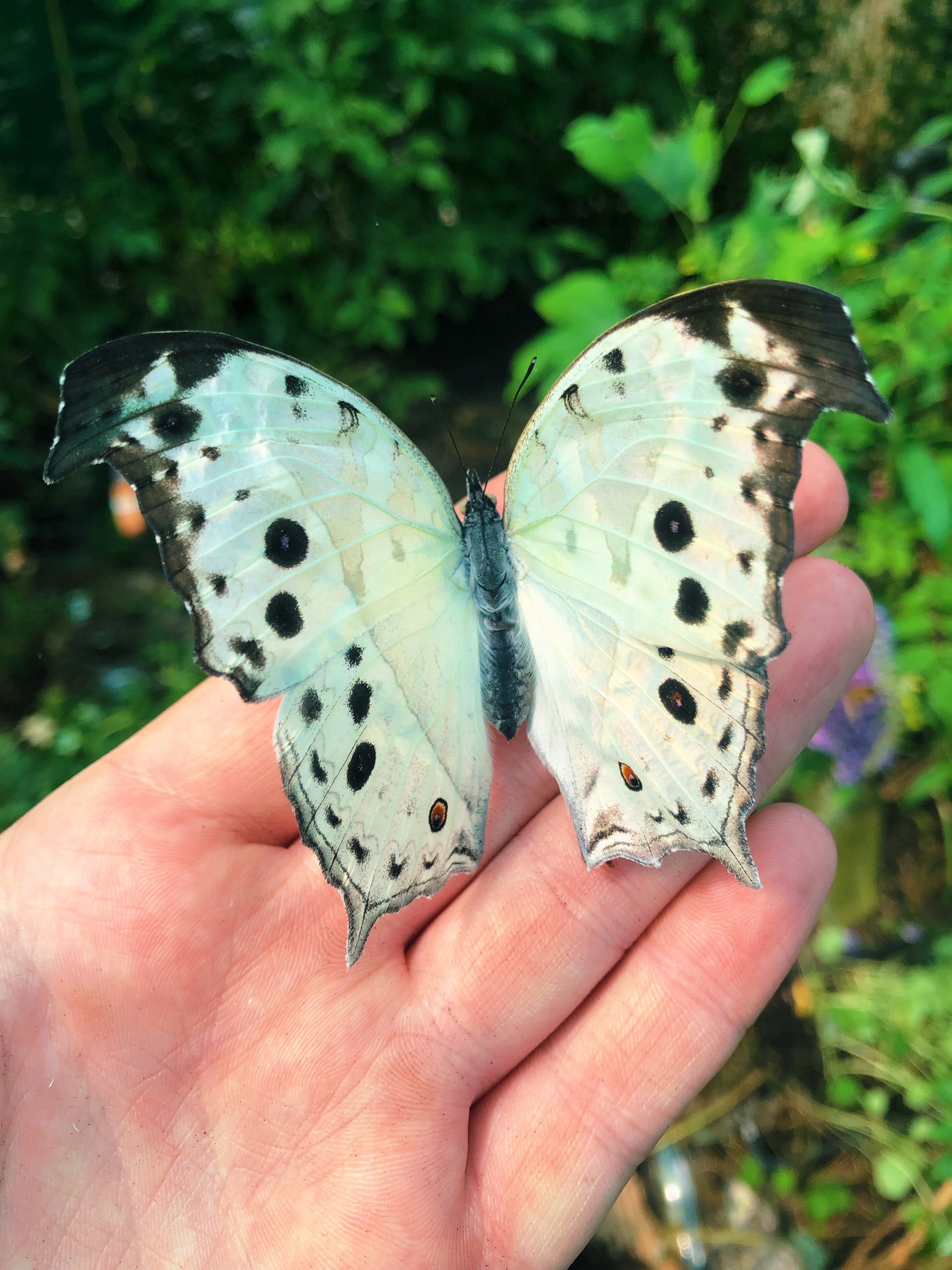 Live butterflies and moths for sale online UK. Order eggs, caterpillars, pupae, and cocoons. Watch the lifecycle unfold with insects to rear at home!