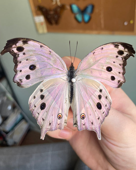 Forest Mother of Pearl (Salamis parhassus) | PUPAE