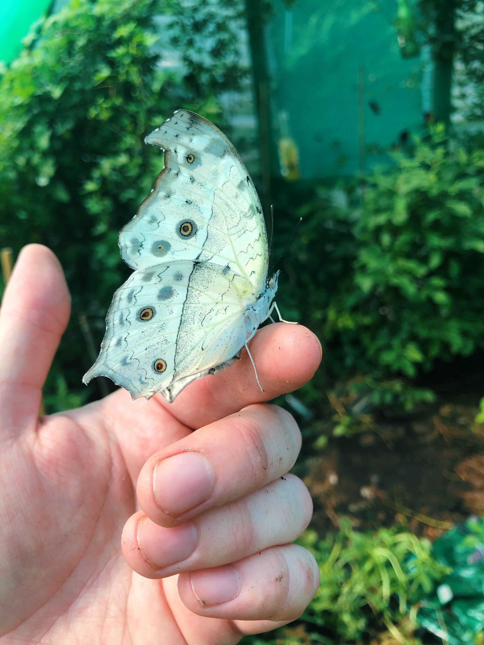 Live butterflies and moths for sale online UK. Order eggs, caterpillars, pupae, and cocoons. Watch the lifecycle unfold with insects to rear at home!