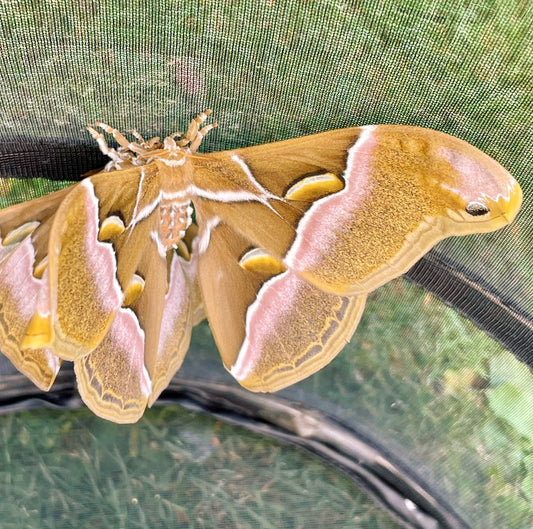 Live butterflies and moths for sale online UK. Order eggs, caterpillars, pupae, and cocoons. Watch the lifecycle unfold with insects to rear at home!