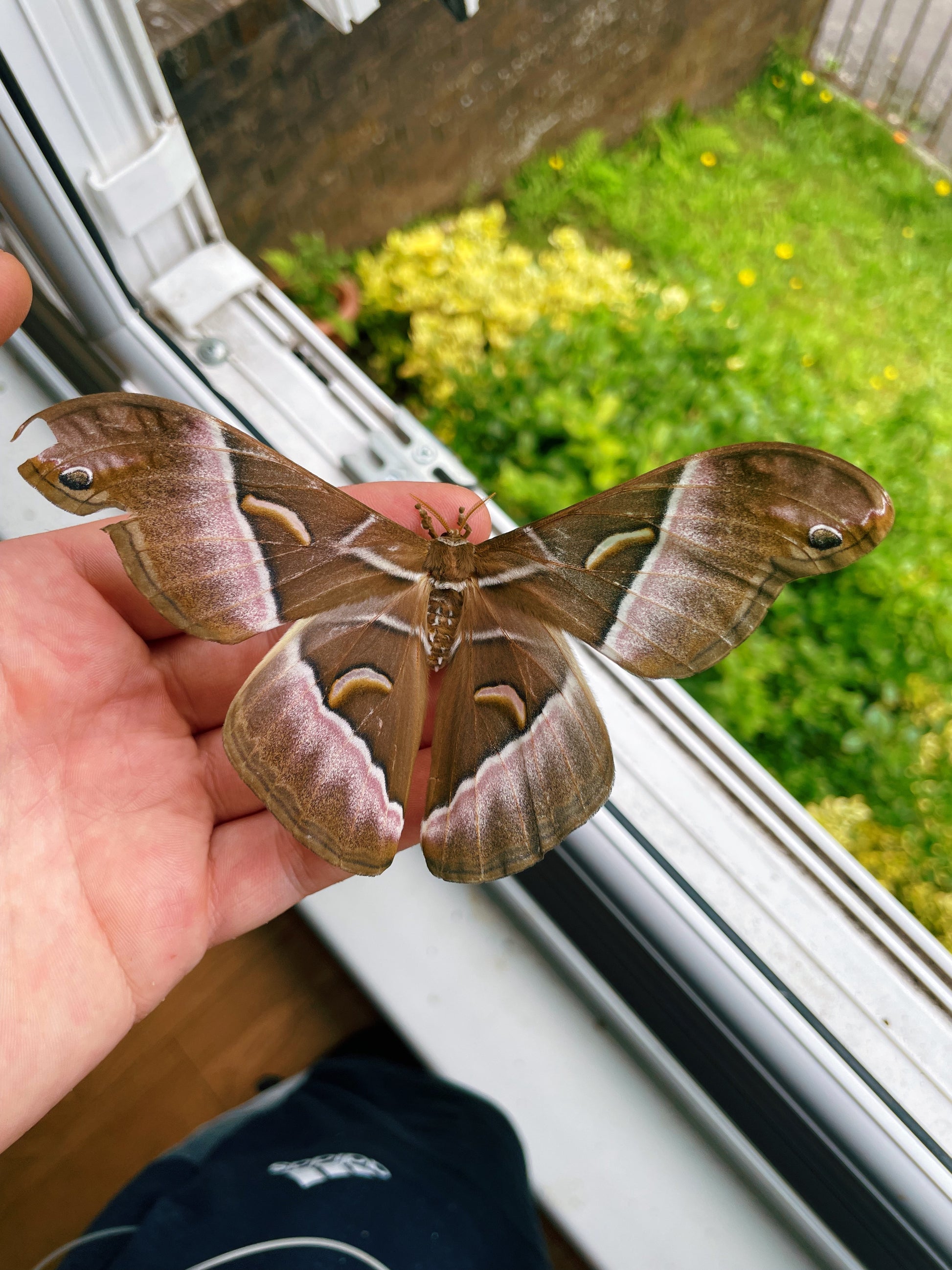 Live butterflies and moths for sale online UK. Order eggs, caterpillars, pupae, and cocoons. Watch the lifecycle unfold with insects to rear at home!