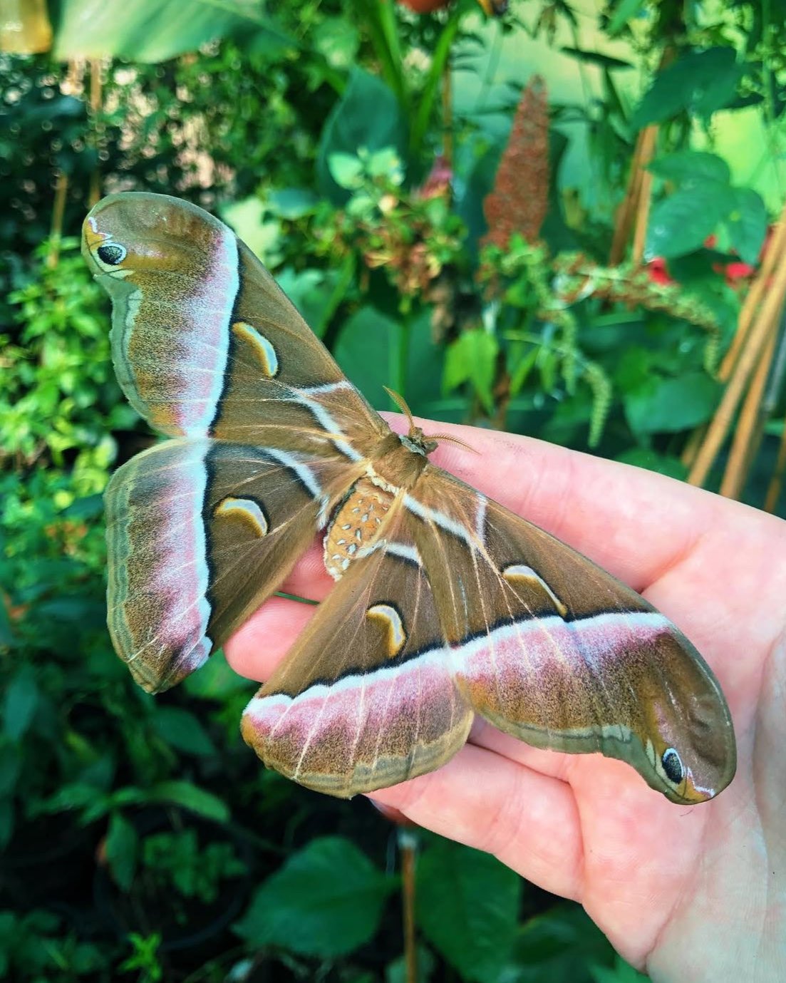 Live butterflies and moths for sale online UK. Order eggs, caterpillars, pupae, and cocoons. Watch the lifecycle unfold with insects to rear at home!