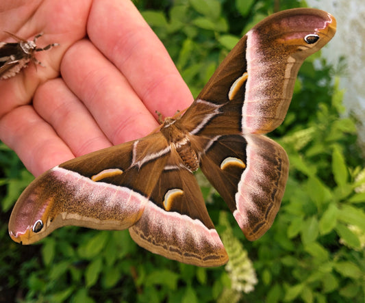 Live butterflies and moths for sale online UK. Order eggs, caterpillars, pupae, and cocoons. Watch the lifecycle unfold with insects to rear at home!