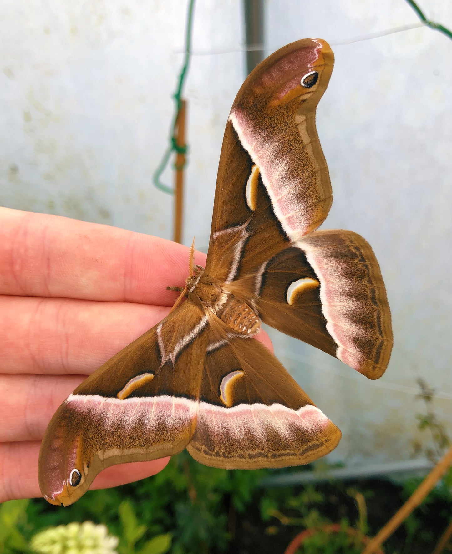 Live butterflies and moths for sale online UK. Order eggs, caterpillars, pupae, and cocoons. Watch the lifecycle unfold with insects to rear at home!