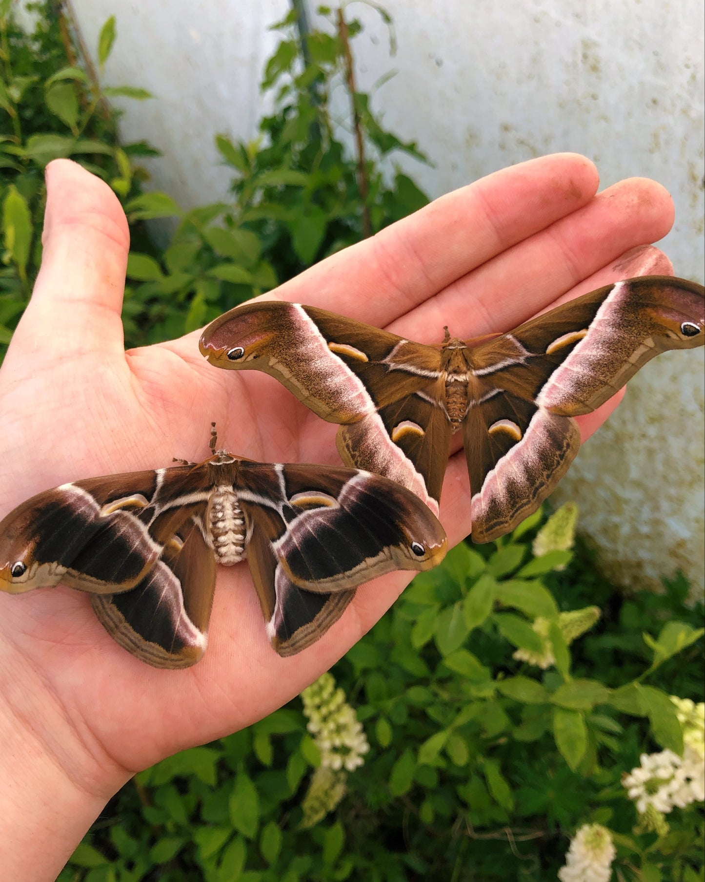 Live butterflies and moths for sale online UK. Order eggs, caterpillars, pupae, and cocoons. Watch the lifecycle unfold with insects to rear at home!