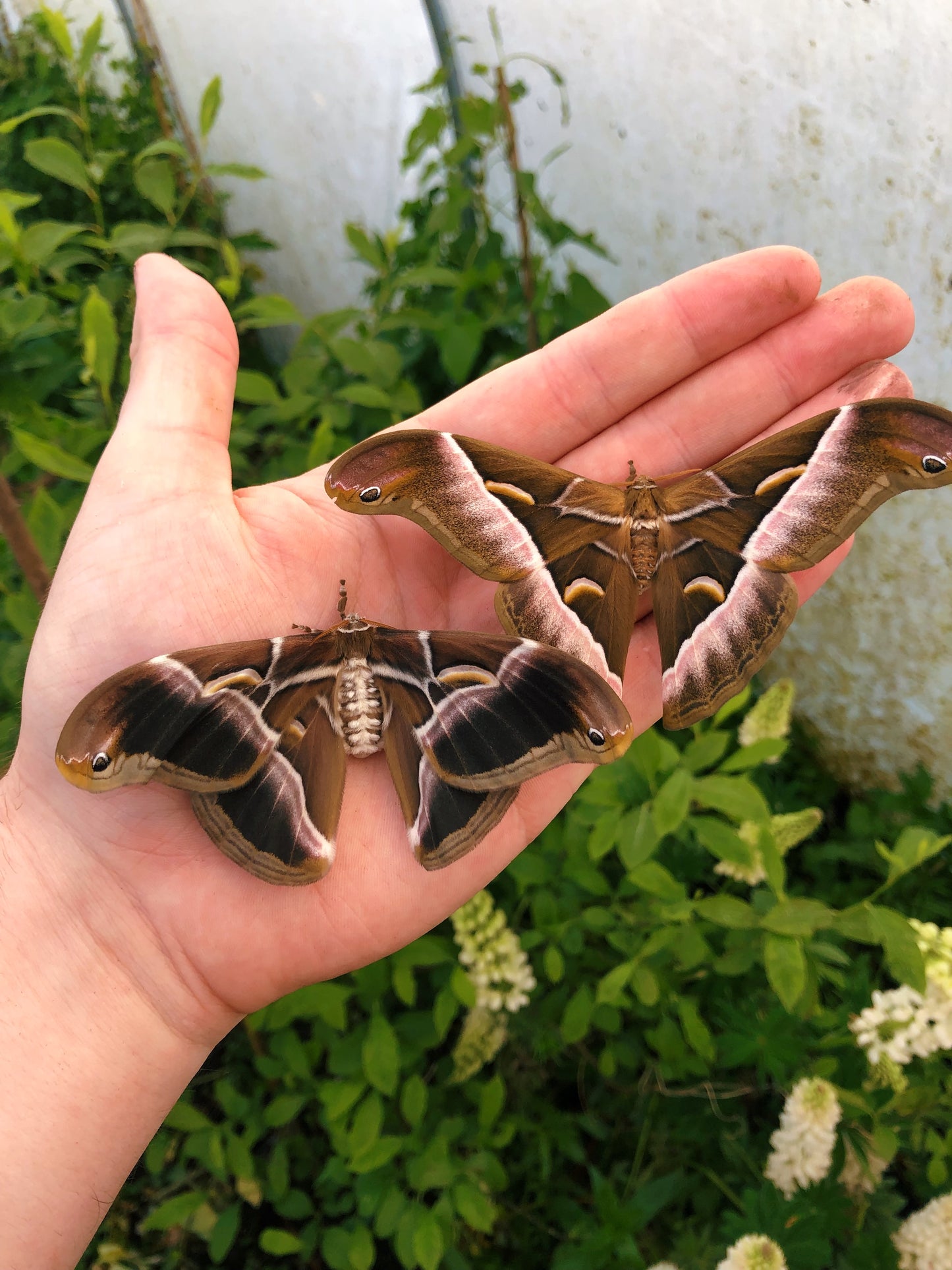 Live butterflies and moths for sale online UK. Order eggs, caterpillars, pupae, and cocoons. Watch the lifecycle unfold with insects to rear at home!