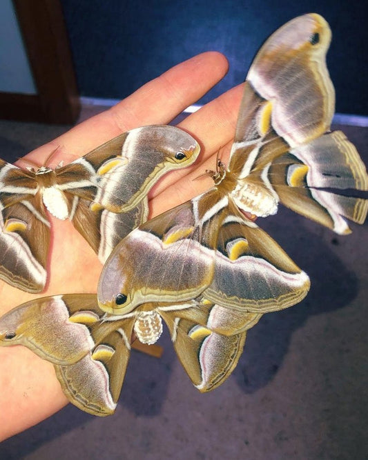 Live butterflies and moths for sale online UK. Buy eggs, caterpillars, pupae, and cocoons. Watch the lifecycle unfold with insects to rear at home!