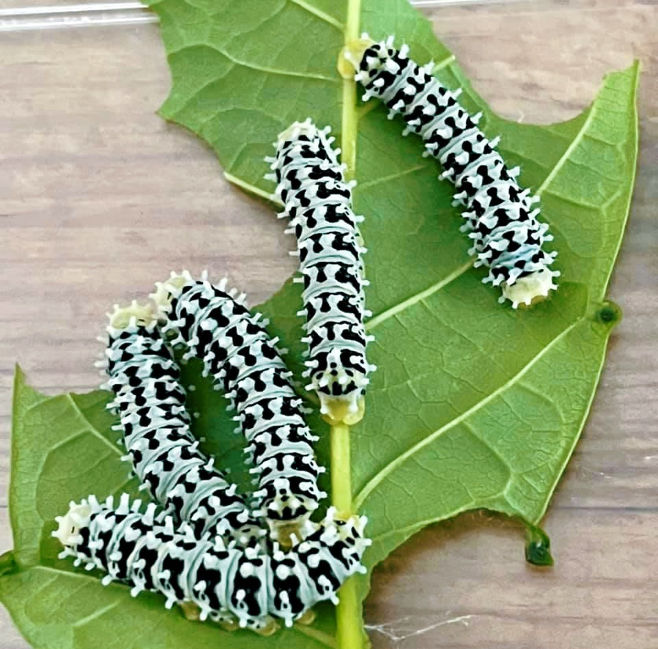 Live butterflies and moths for sale online UK. Order eggs, caterpillars, pupae, and cocoons. Watch the lifecycle unfold with insects to rear at home!