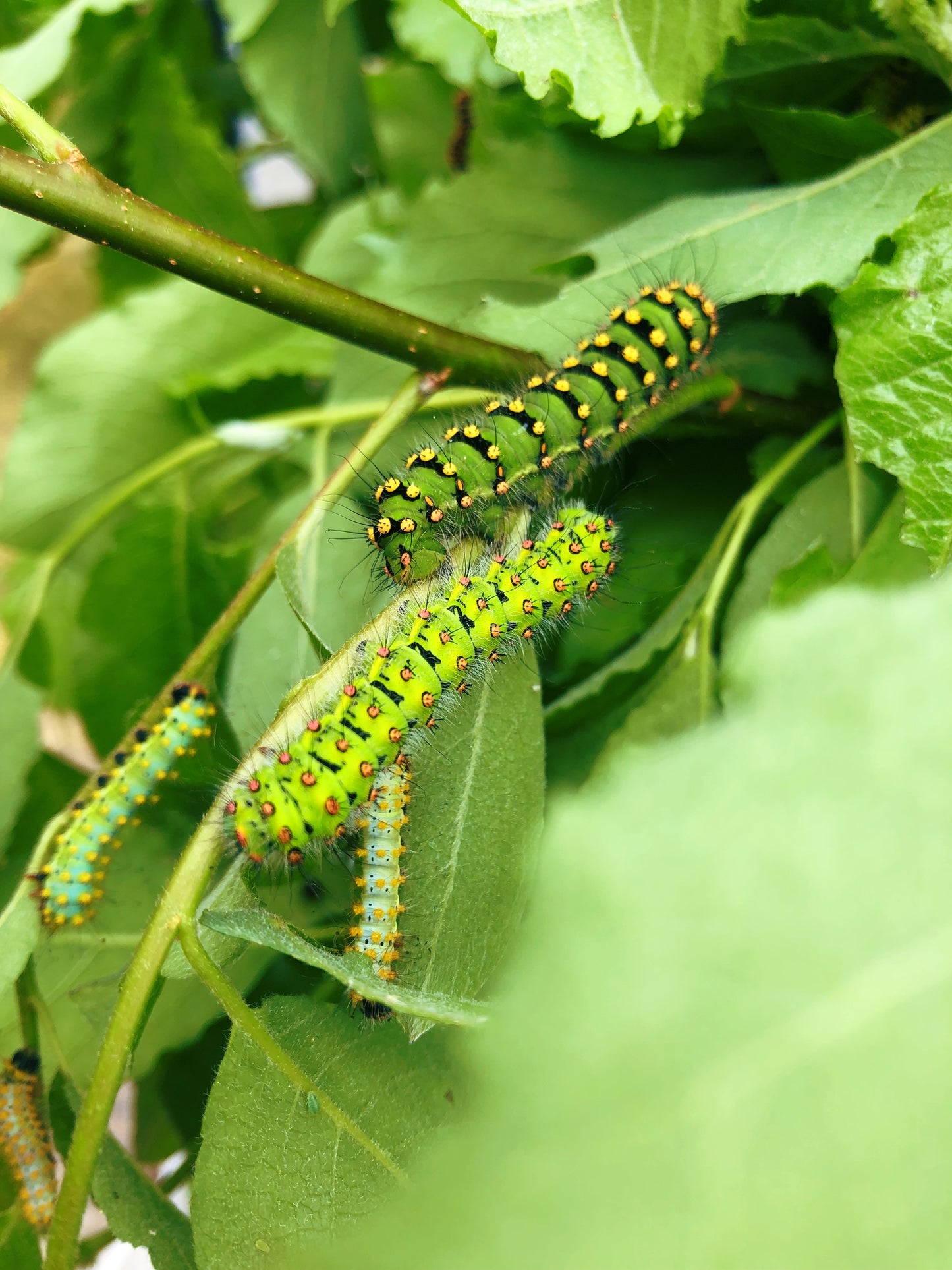 Live butterflies and moths for sale online UK. Order eggs, caterpillars, pupae, and cocoons. Watch the lifecycle unfold with insects to rear at home!