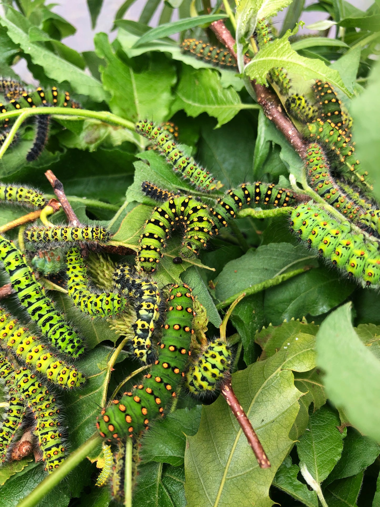 Live butterflies and moths for sale online UK. Order eggs, caterpillars, pupae, and cocoons. Watch the lifecycle unfold with insects to rear at home!